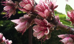 Peach Tree blossoms.  Photo by Shakti