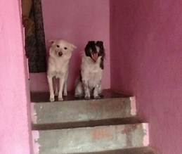 Max & Lusi, hero dogs